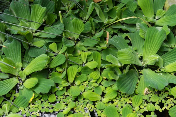 Common Duckweed Lemna Minor Struktur Tekstur Frame Penuh — Stok Foto