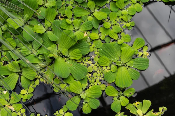 Duckweed Lemna Minor Waterplant Top View Lake — Stok Foto