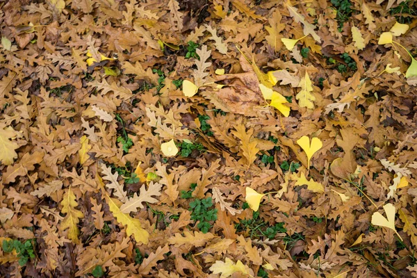 Stapel Van Oranje Bruin Geel Herfst Laat Bovenaanzicht — Stockfoto