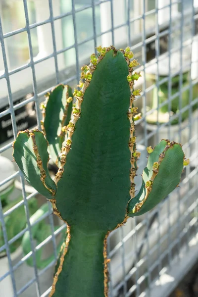 Cactus Verde Frente Valla Hierro Verano — Foto de Stock