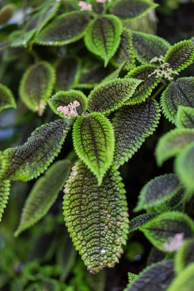 Leaves Pilea Spruceana Plant Structure Design — Stock Photo, Image