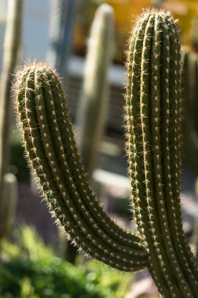 Browningia Chlorocarpa Cactus Saftiga Från Mexico Öknen Abstrakt Visa — Stockfoto