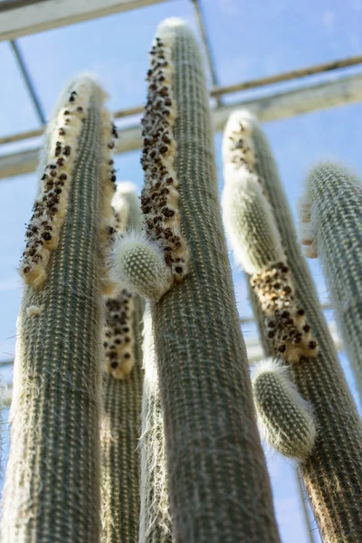 가까이 Espostoa Lanata 선인장 — 스톡 사진