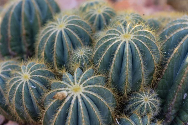 Många Pardoria Magnifica Saftiga Cactus Med Stenar Närbild — Stockfoto