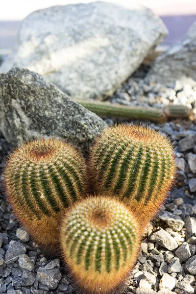 Parodia Scopa Cactus Saftiga Röda Spikes Makro — Stockfoto