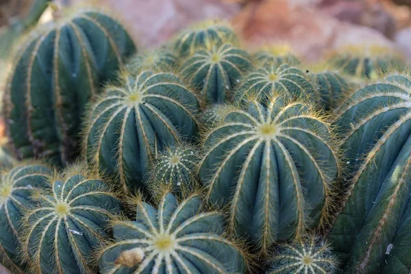 Många Pardoria Magnifica Saftiga Cactus Med Stenar Närbild — Stockfoto