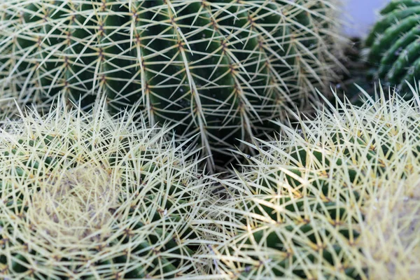 Echinocactus Sappige Close Textuur Patroon Spikes Achtergrondontwerp — Stockfoto