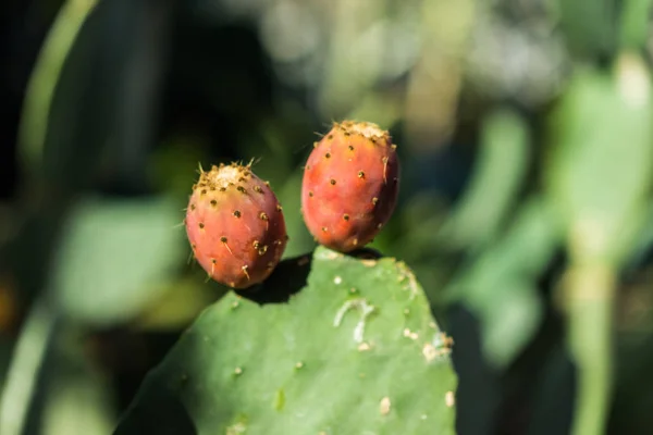 Kaktus Opuntia Ficus Indica Saftiga Närbild Fig — Stockfoto