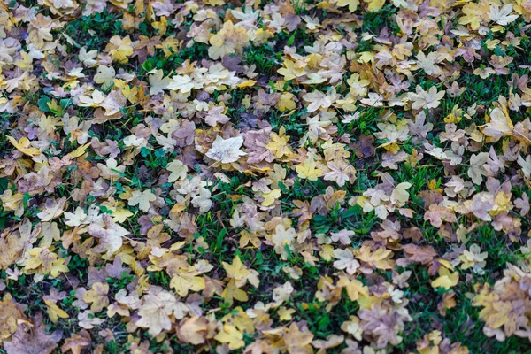 Kleurrijke Bladeren Herfst Vallen Seizoen Diepe Groene Weide Park — Stockfoto