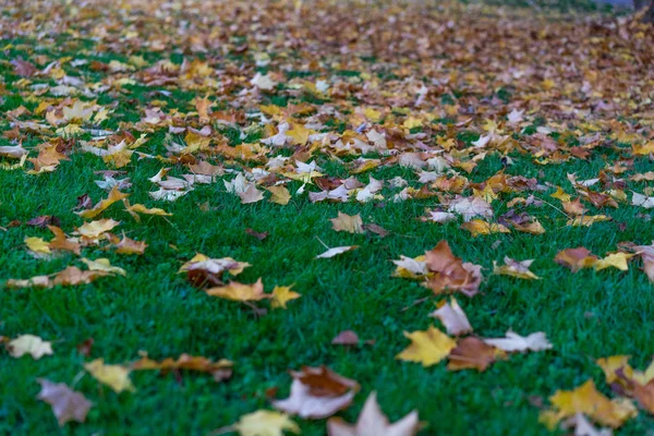 Herbstblätter Auf Der Grünen Wiese Gelb Und Braun — Stockfoto