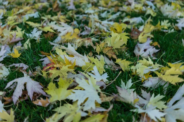 Gele Bladeren Herfst Buiten Park — Stockfoto