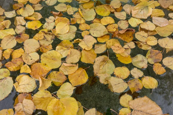 Çeşme ile dekoratif sarı sonbahar yaprakları