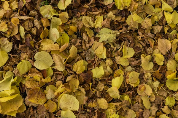 pile of yellow leaves full frame background texture