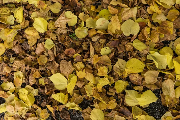 sarı yığını tam çerçeve arka plan dokusu bırakır