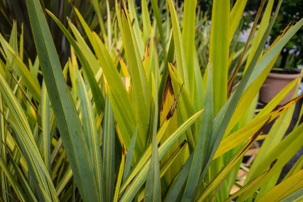 Yeni Zelanda keten phormium agavaceae tanax yaprakları