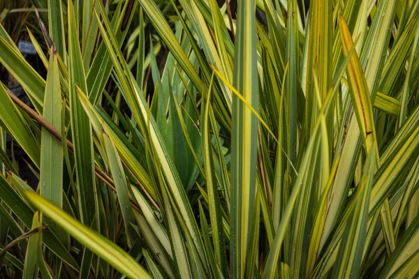 Yeni Zelanda keten phormium agavaceae tanax yaprakları