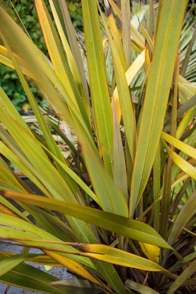 Hojas Nuevo Zealand Flax Phormium Agavaceae Tanax —  Fotos de Stock