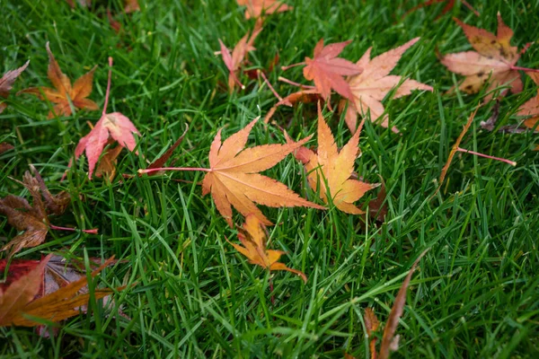 Orangenblatt Auf Der Wiese Herbstzeit Herbststimmung — Stockfoto