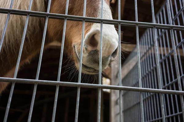 kahverengi at çit düşük açılı görünüş arkasında kapı arkasında