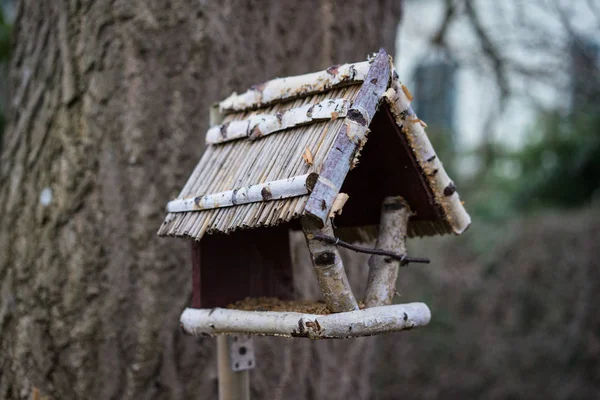 Birdhouse Winter Avond Voor Ginkgo Boom — Stockfoto