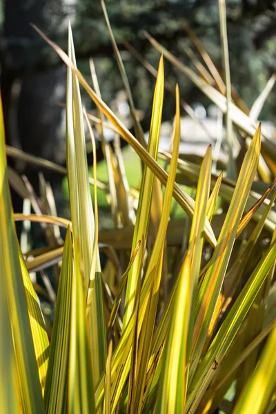 yaprakları phormium agavaceae tanax keten kimden Yeni Zelanda