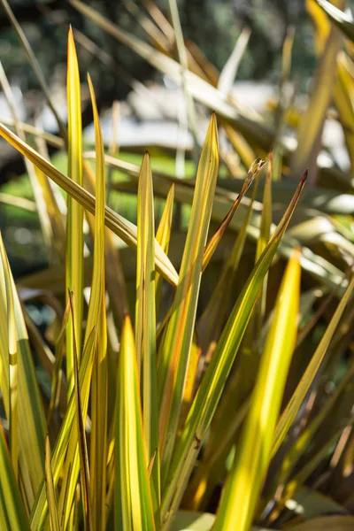 yaprakları phormium agavaceae tanax keten kimden Yeni Zelanda