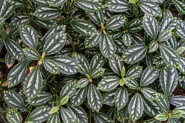 Tropischen Blatt Textur Hintergrund Dunkelgrün Und Weiß Vollrahmen Design — Stockfoto