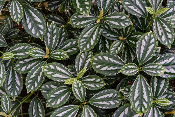 Tropiska Löv Textur Bakgrund Mörk Grön Och Vit Full Ram — Stockfoto