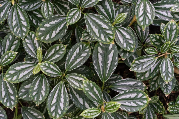 熱帯の葉のテクスチャ背景 暗い緑と白完全なフレーム デザイン — ストック写真