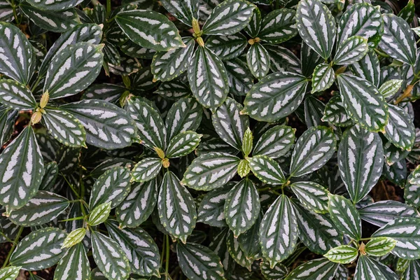 Tropical Leaf Texture Background Dark Green White Full Frame Design — Stock Photo, Image