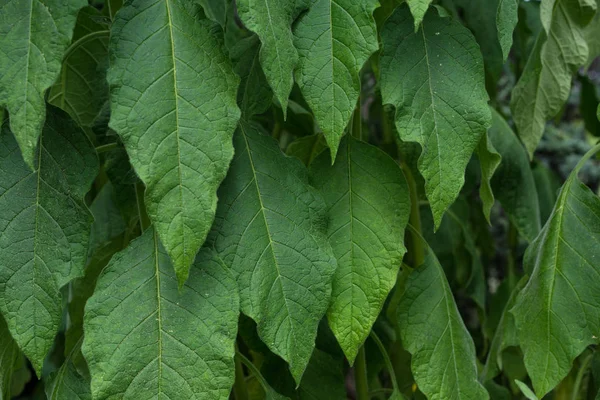 engels trompet, brugmansia solanceae, arka plan tasarım deseni yaprakları