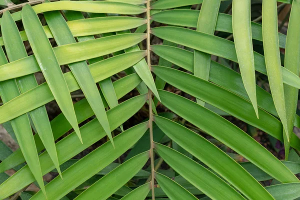 Groene Blad Overlapping Zigzag Patroon Structuur Voor Achtergrond — Stockfoto