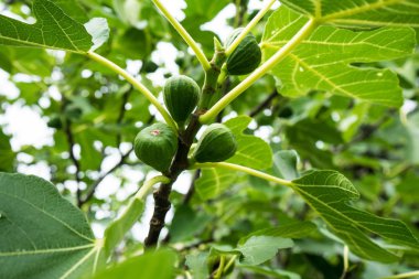 incir Dutgiller ağaç bitki üzerinde yakın çekim yaz gökyüzü arka plan ve büyük yaprak