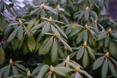 sarı bud, szechuan Çin ile ormangülü williamsianum bitki
