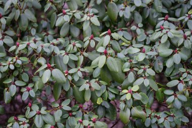 ormangülü williamsianum bitki, szechuan yakın çekim