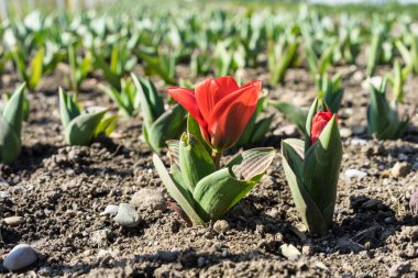 Büyüyen pancar fidan kırmızı çiçek. Genç, filiz pancar kahverengi toprak tarım ile