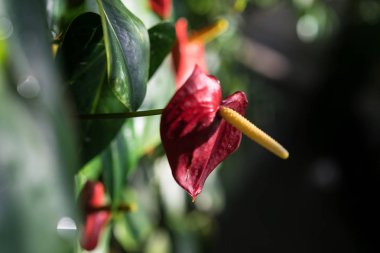 Anthurium andraenum bitki kırmızı ve sarı bud ile yakın çekim