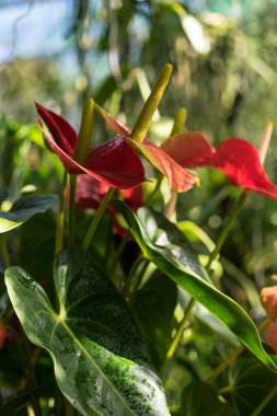 Anthurium andraenum bitki kırmızı ve sarı bud ile yakın çekim