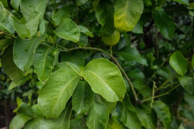 Narenciye limon arka plan deseni ideal yaprak