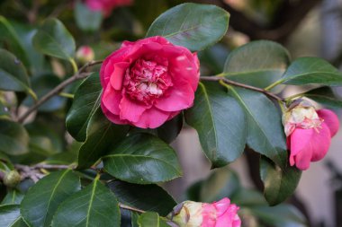 Japonya Romantik çiçek açan camellia japonica Çaygiller pembe çiçek