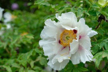 Çiçek açan ağaç şakayık. Büyük beyaz peonies bloom Paeonia rockii paeoniaceae bilinen Çin'den bahar sezonu