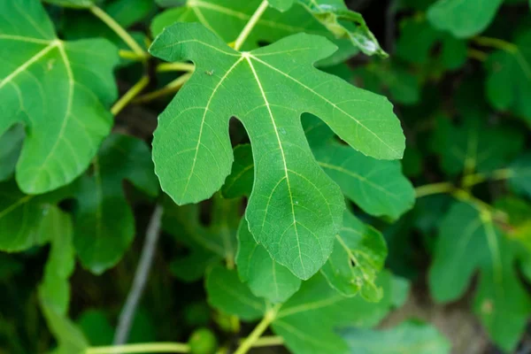 Single Fig Moraceae Leaf Close Nice Green Park Outdoor — Stock Photo, Image