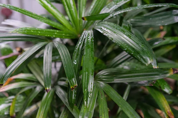 Güney Doğu Asya tropik Rhapis excelsa palmiye bitki yaprak