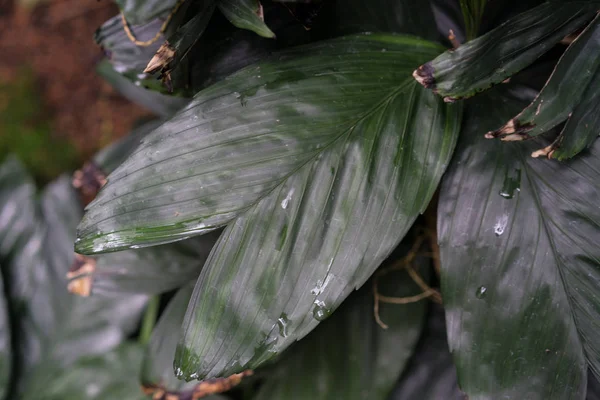 メキシコ Guetemala からココナッツ エルネスティ Augusti ヤシから熱帯植物葉をクローズ アップ — ストック写真