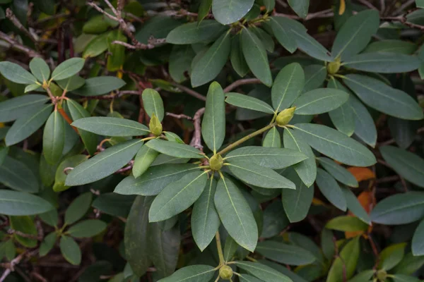 Plant Leaves Rhododendron Williamsianum Ericaceae Mountain Rose Szechuan China — Stock Photo, Image