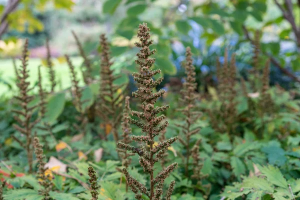 Blütenknospe Garten Von Astilbe Chinensis Saxifagaceae Aus China Garten — Stockfoto