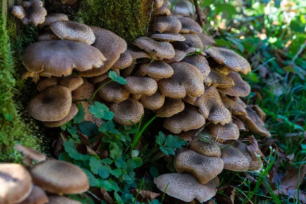 Kahverengi Mantar Ağaç gövdesinde büyüyen görünümü kapatın