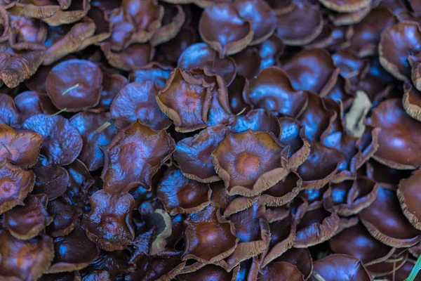 büyük kahverengi mantar kültürü ormandaki kapatmak makro görünümü