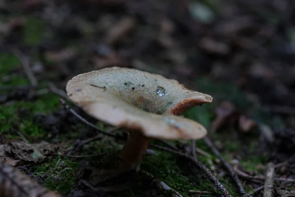 森林林地中的白蘑菇特写图 — 图库照片