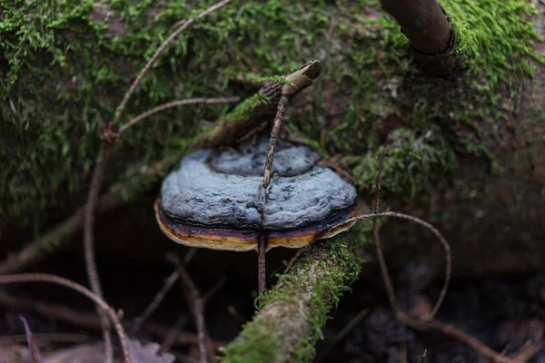 Svamp Med Mögel Växer Trädstam Närbild — Stockfoto